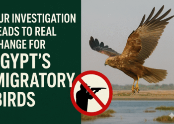 أثر: تحقيقنا يقود إلى تغيير حقيقي لحماية الطيور المهاجرة في مصر