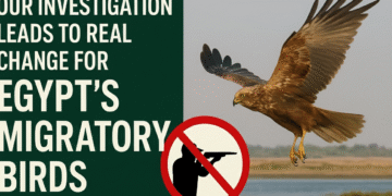 أثر: تحقيقنا يقود إلى تغيير حقيقي لحماية الطيور المهاجرة في مصر