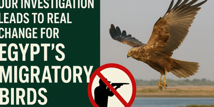 أثر: تحقيقنا يقود إلى تغيير حقيقي لحماية الطيور المهاجرة في مصر