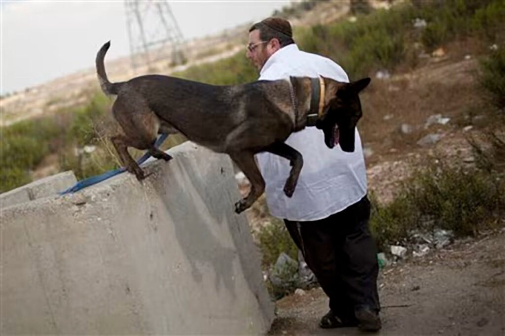  Israeli Mike Guzafsky, a settler who trains guard and attack dogs for settlements, performs a training exercise with a dog in the West Bank settlement of Elazar, near Jerusalem. Bernat Armangue / AP 